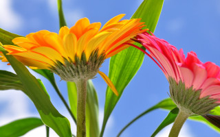 Flower sunflower blue sky clouds - two flower free wallpaper