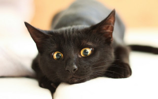 Black cat yellow eyes bed 5 - yellow eye free wallpaper