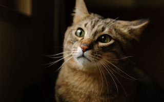 Curious cat green eyes window - a curious look free wallpaper