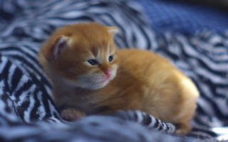 Orange kitten bed zebra blurry - a small orange kitten free wallpaper