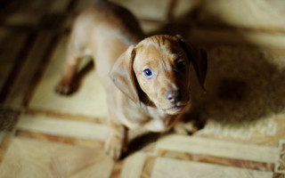 Small brown dog tilt shift - canon 5 0 mm free wallpaper