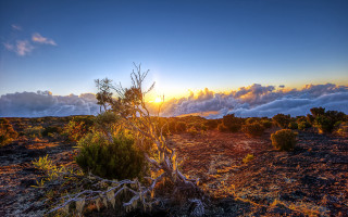 Desert tree sunset clouds mountain - a matte painting free wallpaper for desktop