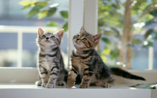 Kittens window sill bokeh photorealistic - les nabis free wallpaper