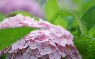 Pink flower green leaves impressionism - de hirsh margule free wallpaper