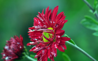 Red flower water droplets macro 26 - a red flower free wallpaper