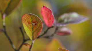 Bug leafy branch sunlight macro - dennis ashbaugh free wallpaper for desktop