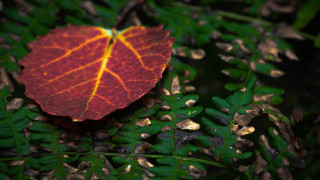 Red leaf on green plant - a green plant free wallpaper