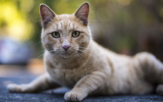 Cat looking camera blurry background - neoplasticism free wallpaper