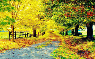 Fall road fence trees leaves - the fall time free wallpaper