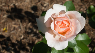 Pink rose blooming garden sunny - single free wallpaper