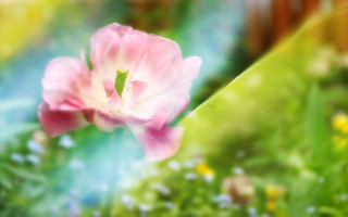 Pink flower field blur lensflare - a blurry background of the grass free wallpaper