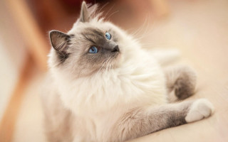 Cat blue eyes laying on 3 - its paw free wallpaper