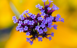 Purple flower macro impressionism gradient - a purple flower free wallpaper