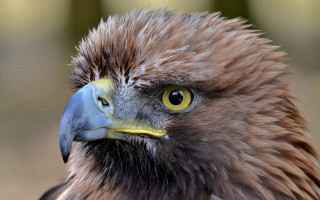 Bird prey yellow beak black 2 - a black head free wallpaper