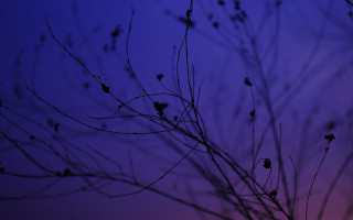 Purple sky tree branch leaves - chris friel free wallpaper