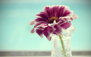Flower vase water outdoors stilllife - a single flower free wallpaper