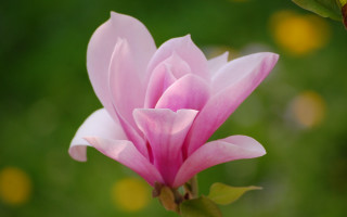 Pink lily green background yellow 2 - de hirsh margule free wallpaper