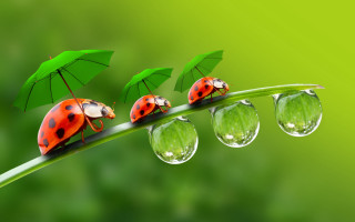 Ladybugs green leaf raindrops macro - macro art free wallpaper