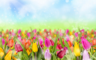 Colorful tulips blurry background flower - andries stock free wallpaper