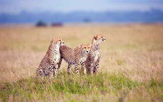 Cheetah field gazelle wildlife photography - tall grass free wallpaper