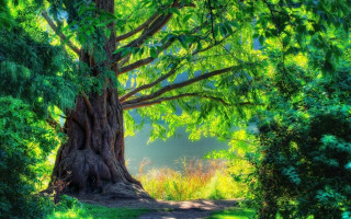 Tree path forest nature scenery - free nature wallpaper