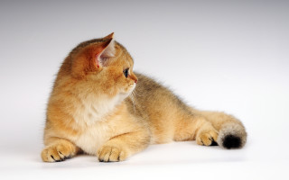 Cat glamor pose digital rendering - a white background behind free wallpaper