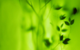 Blurry plant leaves green background - stem free wallpaper