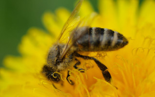 Bee yellowflower macro blurry depthoffield - a bee free wallpaper