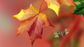 Dragonfly leaf red background cloisonnism - elizabeth durack free wallpaper