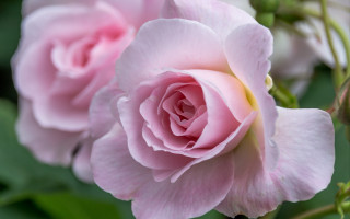 Pink rose macro rococo blurry - a pink rose free wallpaper