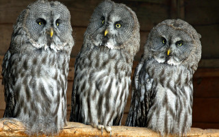 Three owls sad log birds - looking free wallpaper