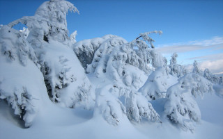 Snow covered mountain trees blue 2 - lot of trees free wallpaper