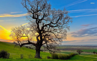 Tree field sunset clouds sky 15 - a path free wallpaper