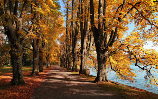 Autumn leaves path by water - a path free wallpaper