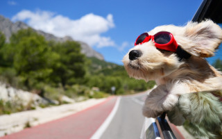 Dog sunglasses driving mountains outdoors - sunny day free wallpaper