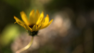 Yellow flower blurry background macro 5 - a blurry background of trees and grass free wallpaper