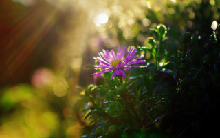Purple flower macro lens flare - a purple flower free wallpaper