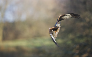 Bird flying wings spread trees - arie smit free wallpaper