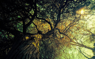 Tree sky fireworks milkyway night - a green sky in the background free wallpaper