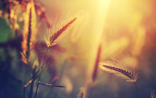 Plant leaves sunset glow grass - a close up of a plant free wallpaper