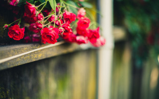 Red roses wooden ledge blurry - outside free wallpaper