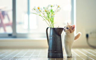 Cat vase flowers floor window - a vase free wallpaper