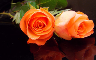 Orange roses water droplets night - top of a table next free wallpaper
