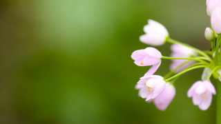 Cherry blossom daisy lily lotus - a blurry background of flowers free wallpaper
