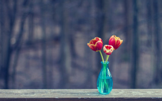 Blue vase red flowers table - three red flower free wallpaper
