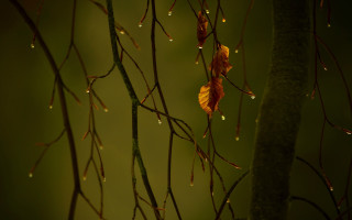 Rainy tree branch leaves drops - the rain free wallpaper