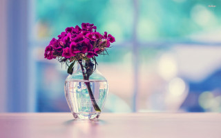 Vase purple flowers table window 2 - a table in front free wallpaper