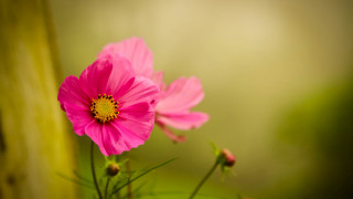 Pink flower blooming green stem - a pink flower free wallpaper