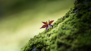 Small purple flower moss wall - top of a moss free wallpaper