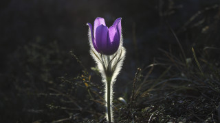 Purple flower sunlight field macro - a purple flower free wallpaper